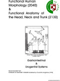 Functional human morphology (2040) and functional anatomy of the head, neck and trunk (2130) - Respiratory and Cardiovascular systems