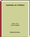 Anatomy At A Glance